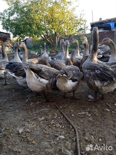Гуси живьём