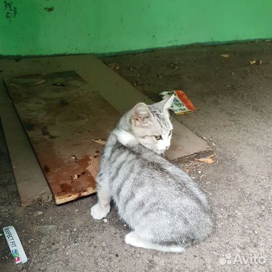 Котенок
