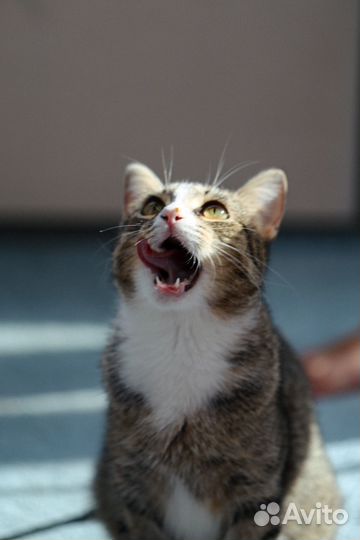 Кошечка Саша