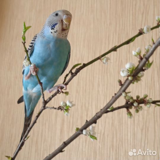 Передержка собак/кошек/грызунов/птиц