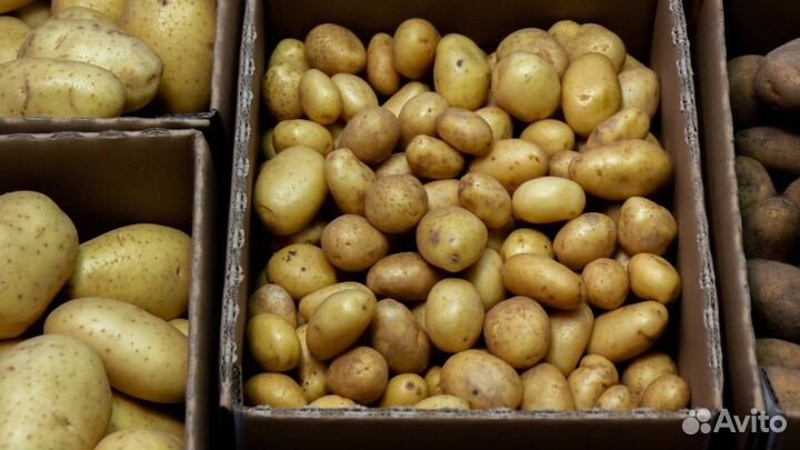 Семенной картофель Гала