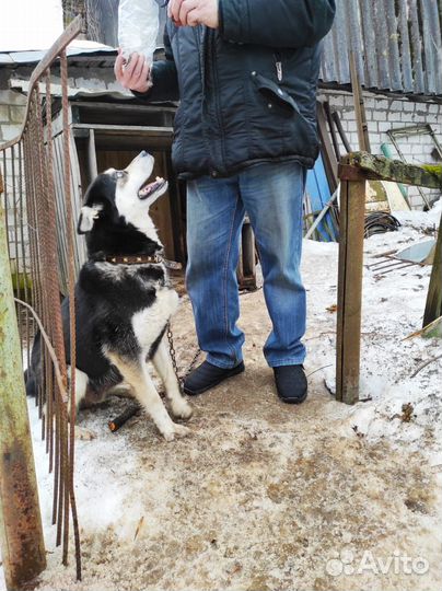 Метис хаски девочка 3 г
