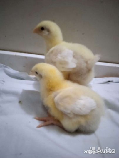 В наличии суточные цыплята бройлера Кобб 500