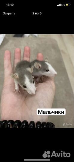 Крыса