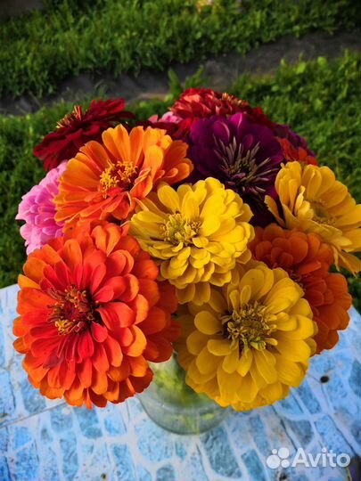 Семена цинний