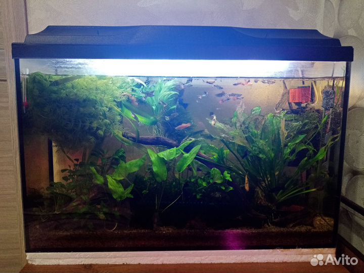 Аквариум