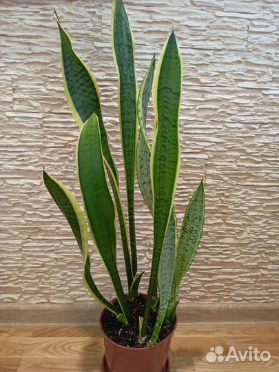 Сансевиерия (тещин язык,щучий хвост)высок и низкая