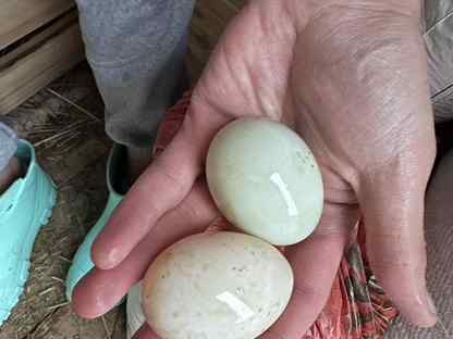 Инкубационное яйцо утки индийский бегунок, Черноголовка