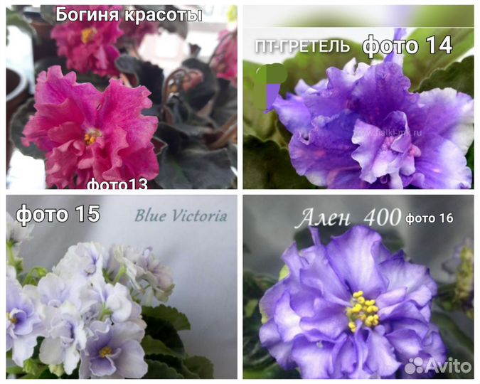 Листья и детки фиалок