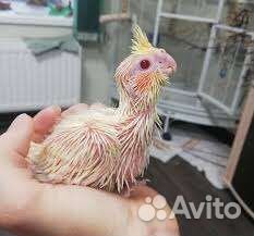 Выкормыши корелл