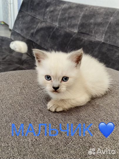 Шотландская