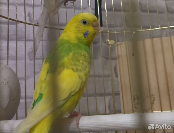 Волнистые попугаи