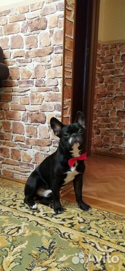 Французский бульдог кобель вязка