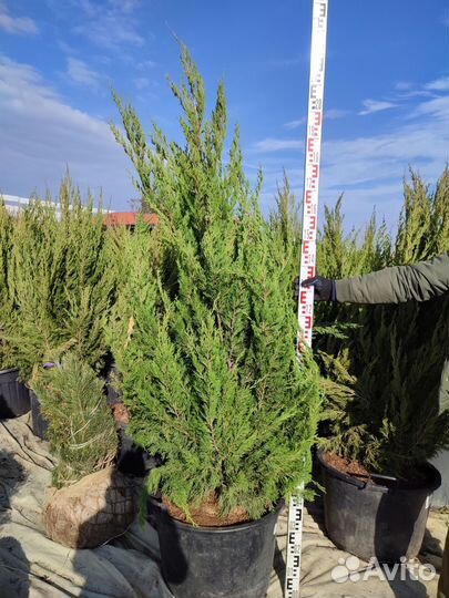 Можжевельник китайский Спартан