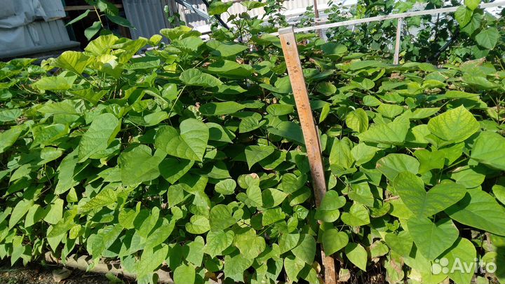 Катальпа сеянец