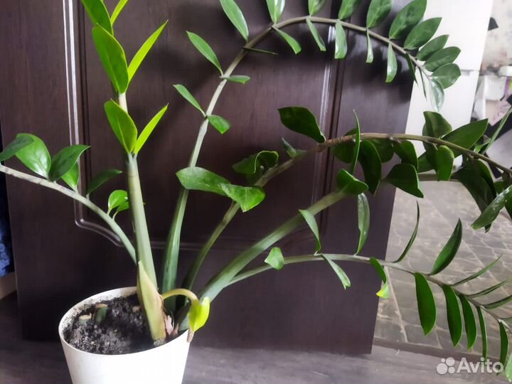 Замиокулькас растение