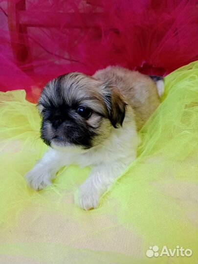 Щенки пекинеса