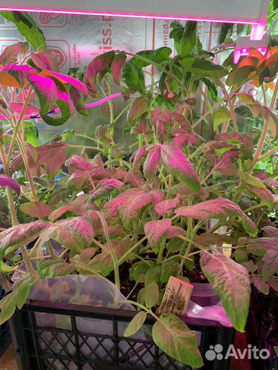 Рассада помидор и перцев