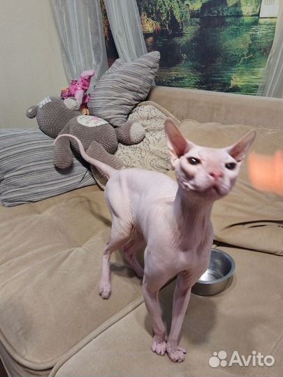 Донской сфинкс