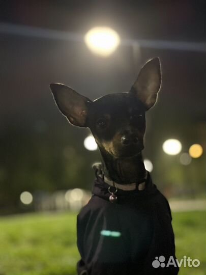 Той-терьер щенок