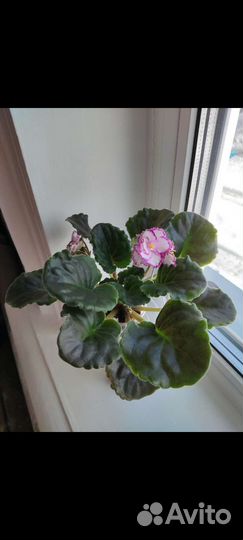 Сортовые фиалки стартеры