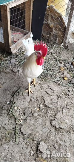Петух леггорн