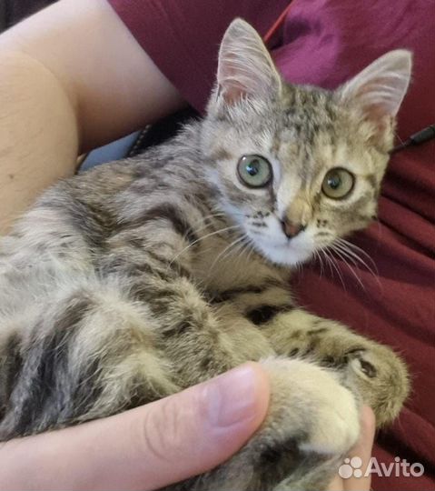 Котенок в добрые руки