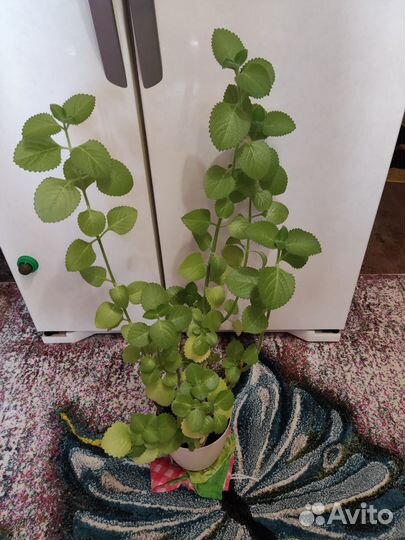 Плектрантус,комнатная мята