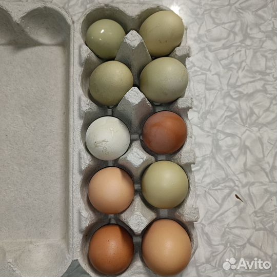 Куриные перепелиные яйца мясо перепела