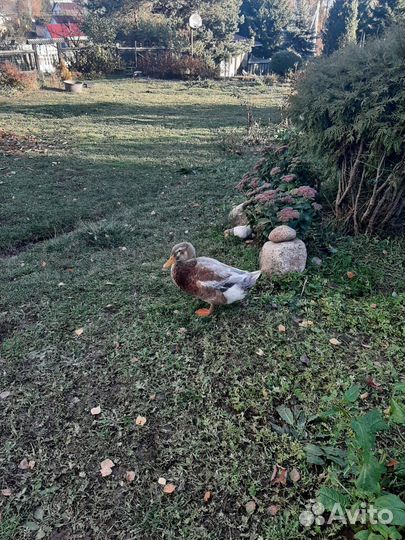 Продам селезней