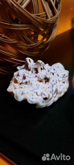 Морские ракушки 3 штуки