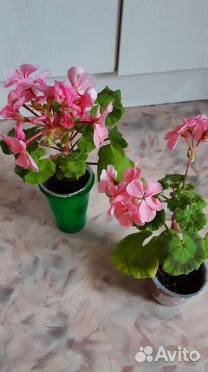 Сортовая пеларгония