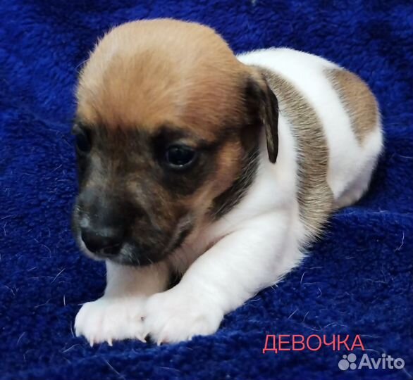 Джек рассел терьер