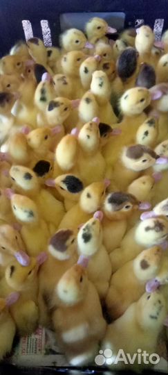 Цыплята бройлеры,гусята, индюшата,утята