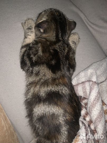 Кошки вислоухие