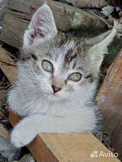 Кошка в дар