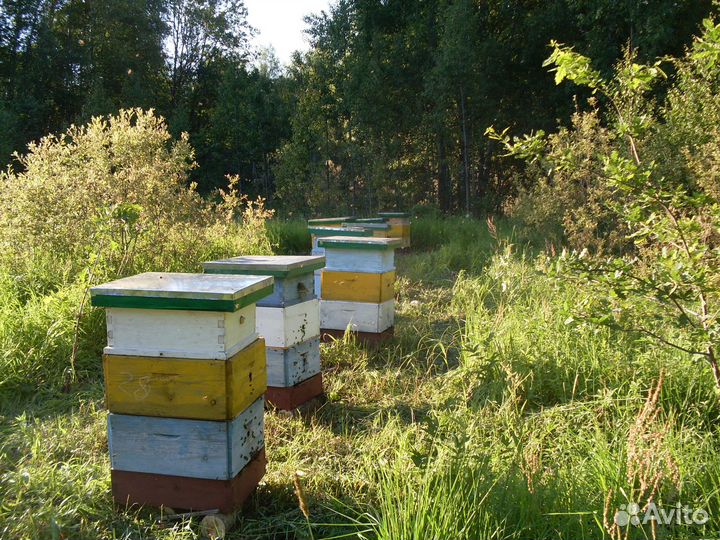 Продам ульи для пчел