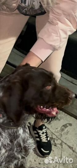 Дратхаар девочка нашли