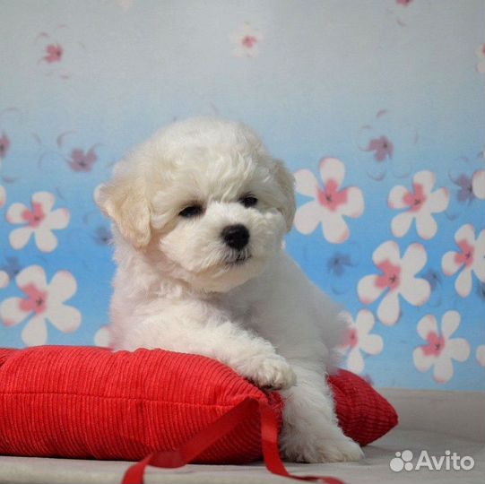 Щенки бишон фризе