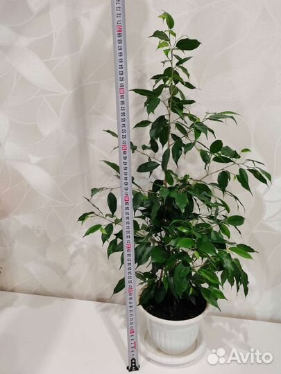Фикус бенджамина плетеный