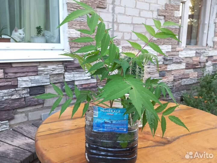 Сумах оленерогий