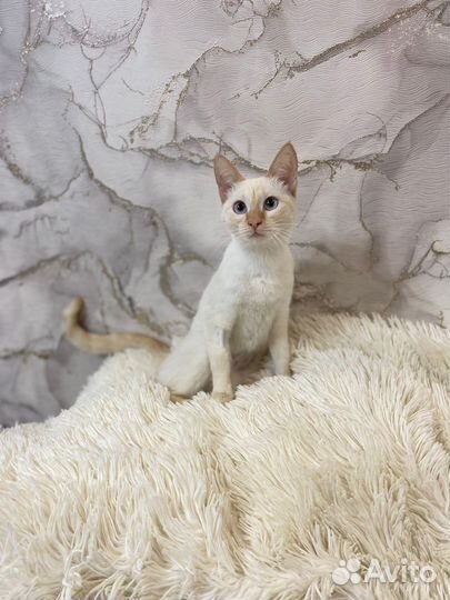 Кошечка ищет дом