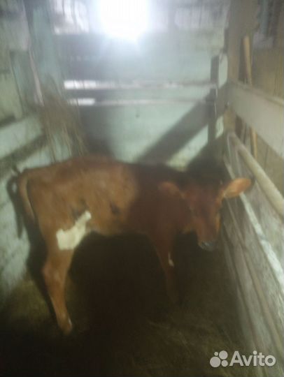 Телки домашние