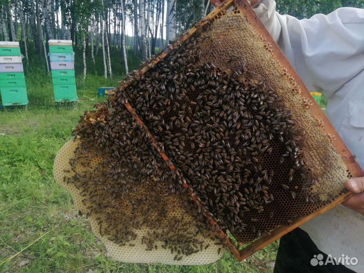 Мед натуральный, липовый, цветочный