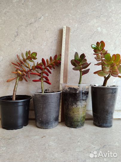 Комнатные растения