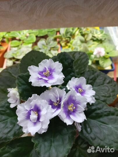 Детки сортовых фиалок