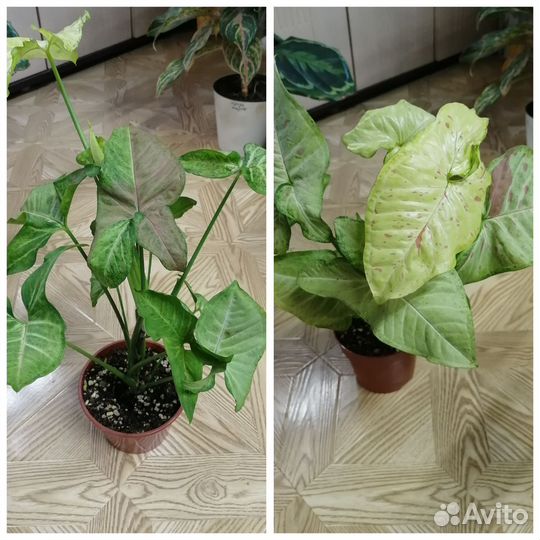 Сингониумы