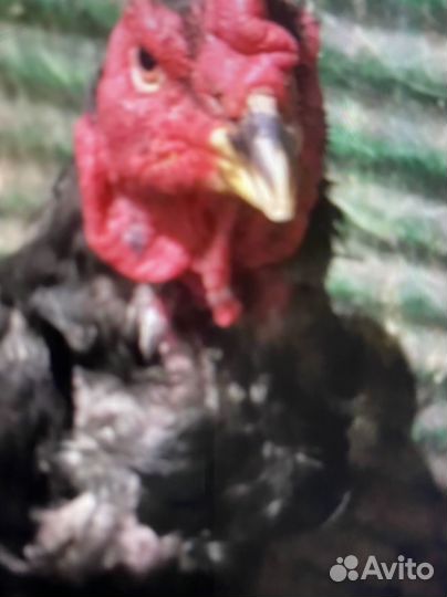 Бойцовский петух