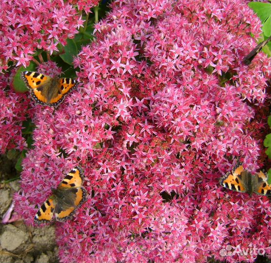 Очиток почвопокровное альпийская горка