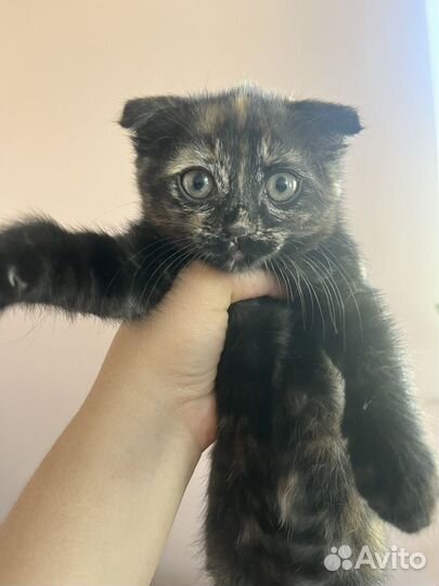 Котята от британской кошки